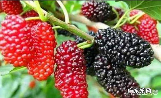 小时候在农村有哪些你忘不了的美味?