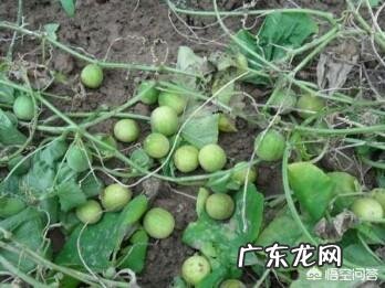 小时候在农村有哪些你忘不了的美味?