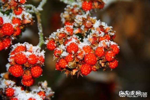 小时候在农村有哪些你忘不了的美味?