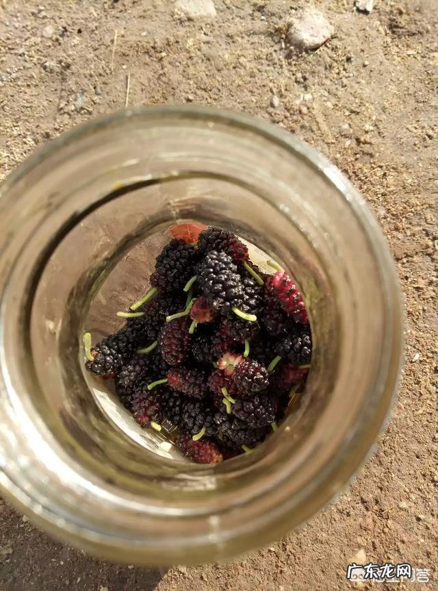 小时候在农村有哪些你忘不了的美味?