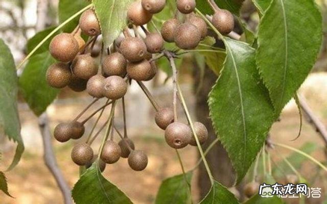 小时候在农村有哪些你忘不了的美味?