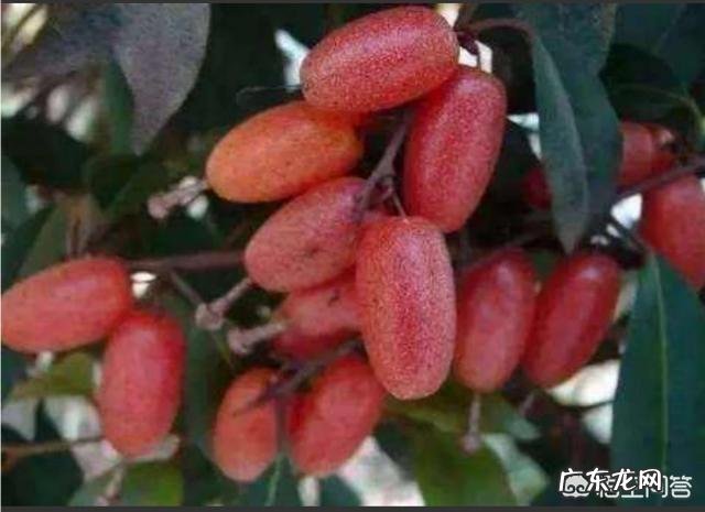 小时候在农村有哪些你忘不了的美味?