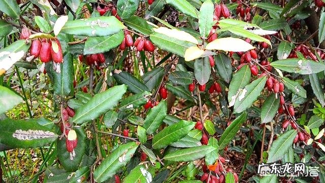 小时候在农村有哪些你忘不了的美味?