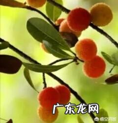 小时候在农村有哪些你忘不了的美味?