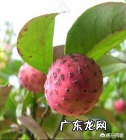 小时候在农村有哪些你忘不了的美味?