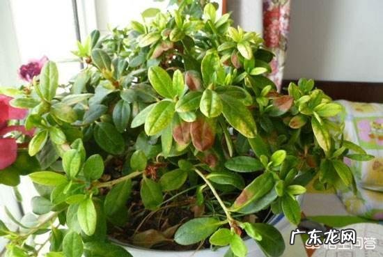 翻盆后杜鹃掉叶子是什么情况?