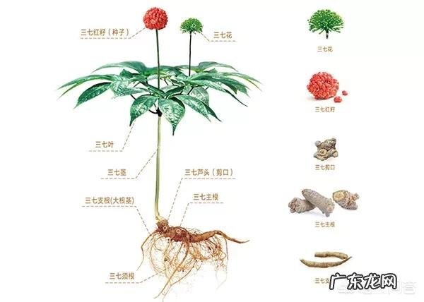 三七都是怎么用的?