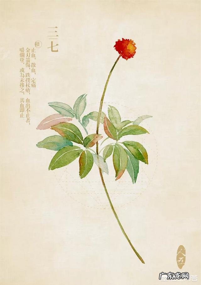 三七都是怎么用的?