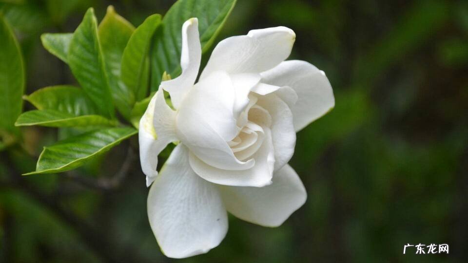 栀子花怎么养才能开花