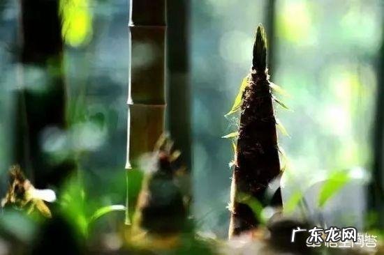 哪些人不能吃竹笋,为什么?