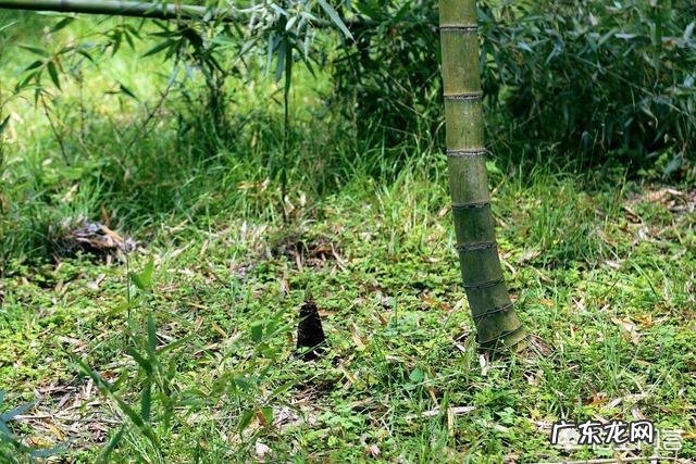 哪些人不能吃竹笋,为什么?