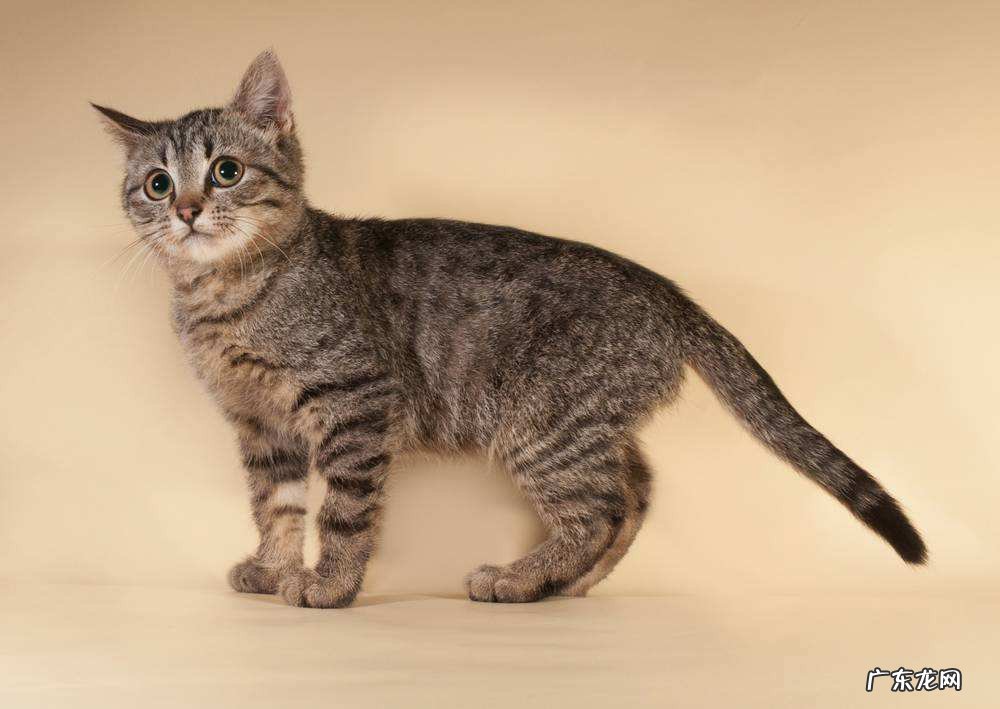 小猫拉稀怎么办