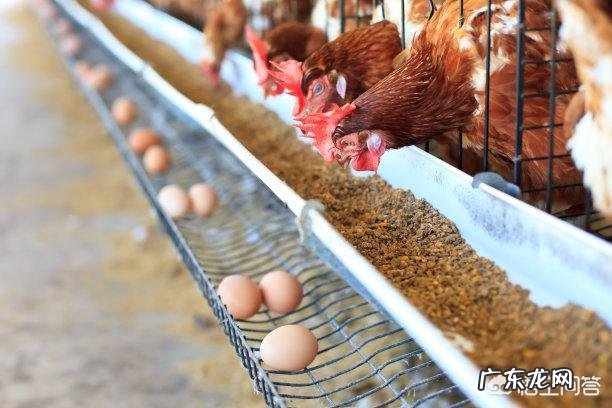 笼养蛋鸡的疲劳症和脂肪肝综合症怎么治?