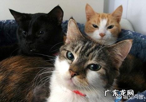 猫咪是否需要另一只猫的陪伴?