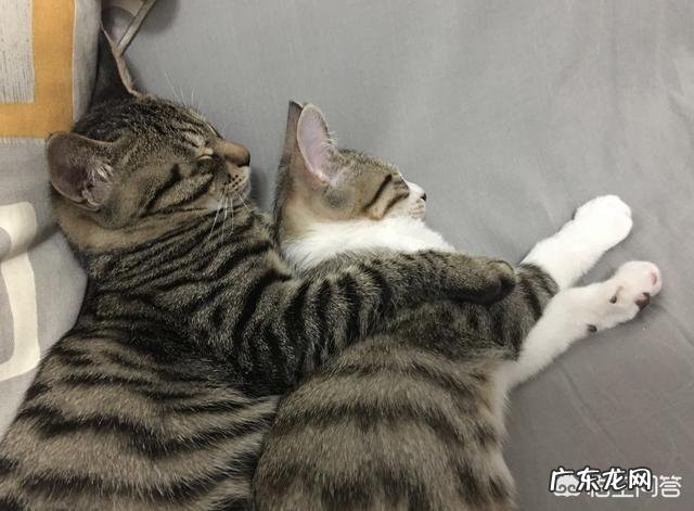 猫咪是否需要另一只猫的陪伴？