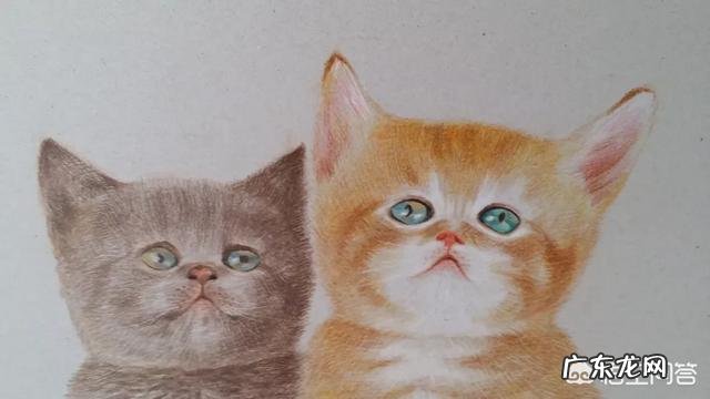 猫咪是否需要另一只猫的陪伴？