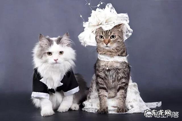 猫咪是否需要另一只猫的陪伴？