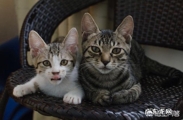 猫咪是否需要另一只猫的陪伴?