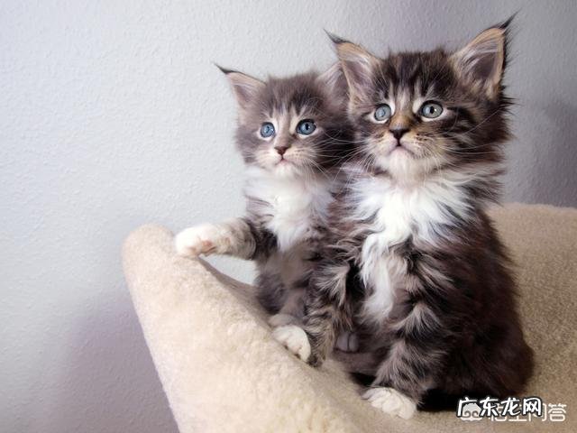 猫咪是否需要另一只猫的陪伴?