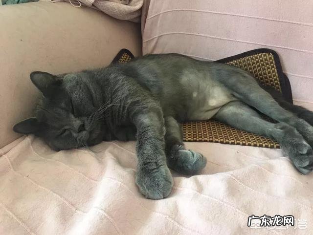 猫咪是否需要另一只猫的陪伴？