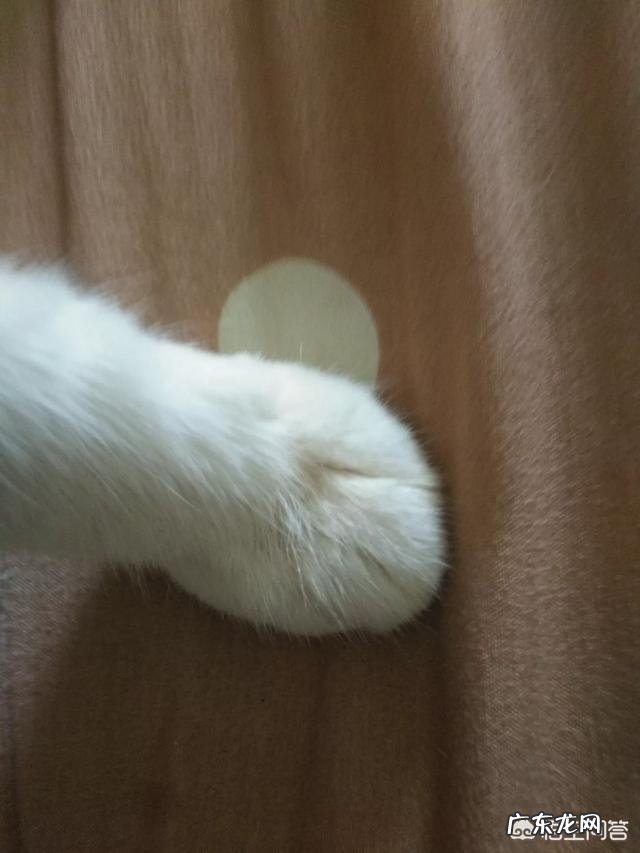 猫咪是否需要另一只猫的陪伴?