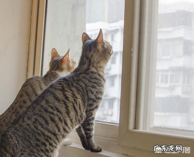 猫咪是否需要另一只猫的陪伴?