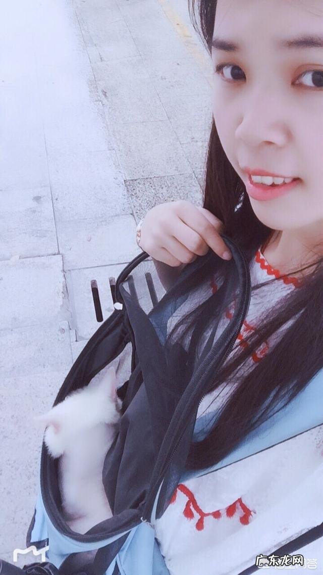 猫咪是否需要另一只猫的陪伴?