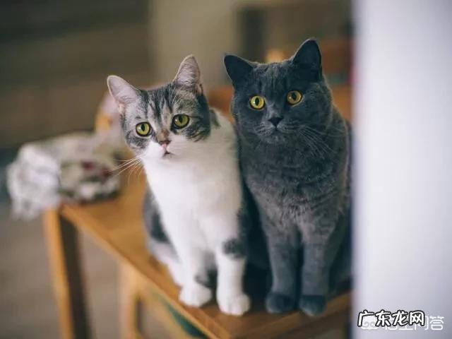 猫咪是否需要另一只猫的陪伴？