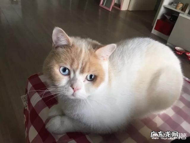 猫咪是否需要另一只猫的陪伴？