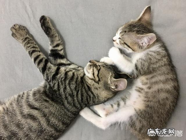 猫咪是否需要另一只猫的陪伴？