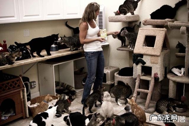 猫咪是否需要另一只猫的陪伴?