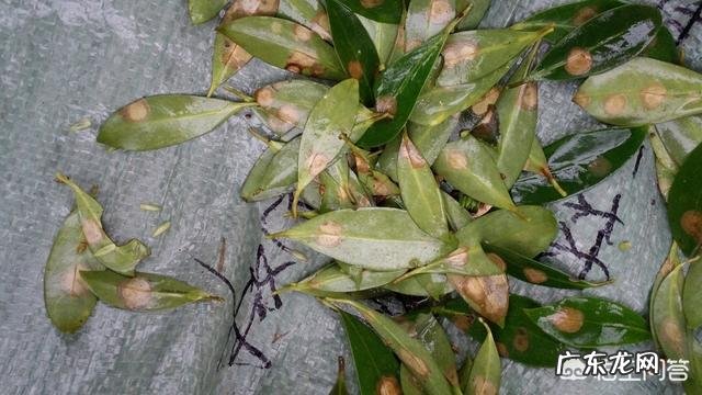 八角树发生大面积落叶已经有十几年了,用什么药来医?