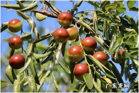 产后吃什么水果好?