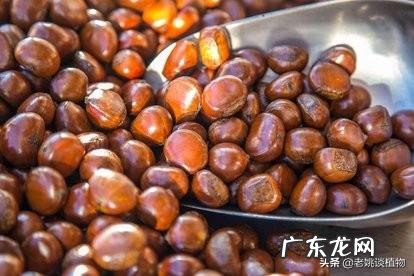 板栗被称为“秋果之王”,它有什么营养价值?
