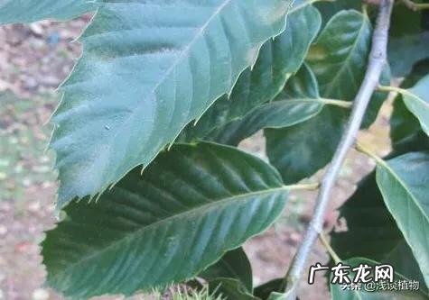 板栗被称为“秋果之王”,它有什么营养价值?