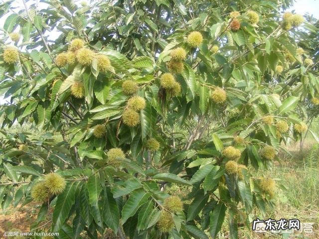 板栗被称为“秋果之王”,它有什么营养价值?