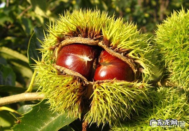 板栗被称为“秋果之王”,它有什么营养价值?