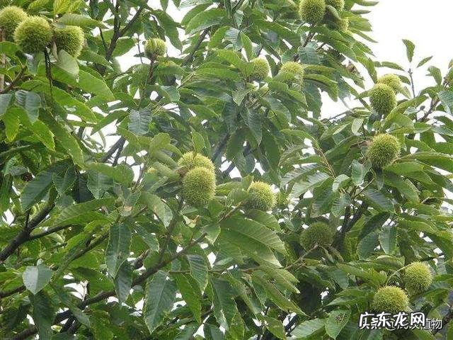 板栗被称为“秋果之王”,它有什么营养价值?