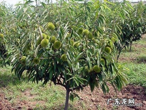 板栗被称为“秋果之王”,它有什么营养价值?