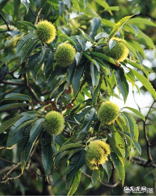 板栗被称为“秋果之王”,它有什么营养价值?