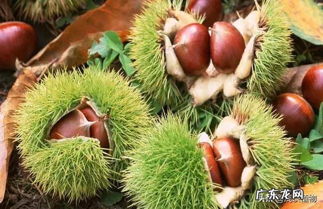 板栗被称为“秋果之王”,它有什么营养价值?