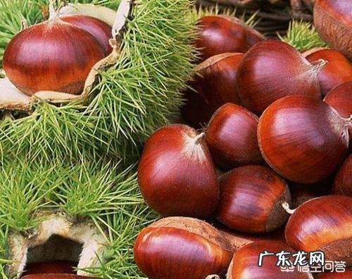 板栗被称为“秋果之王”,它有什么营养价值?