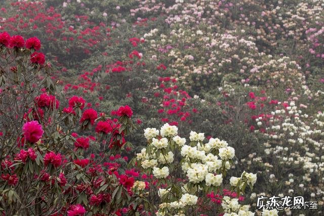 我国欣赏杜鹃花最好的地方在哪?
