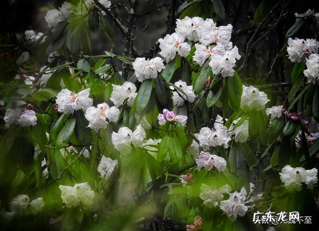 我国欣赏杜鹃花最好的地方在哪?