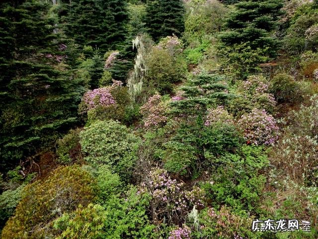 我国欣赏杜鹃花最好的地方在哪?