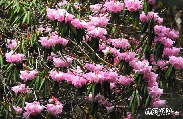 我国欣赏杜鹃花最好的地方在哪?