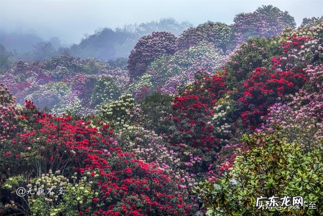 我国欣赏杜鹃花最好的地方在哪?