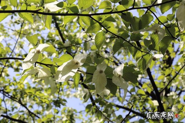 我国欣赏杜鹃花最好的地方在哪?