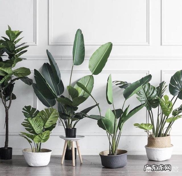 实木家具怎么搭配软装？