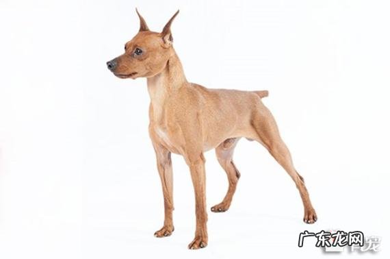 想养一只无味不掉毛的小型宠物狗,有什么推荐吗?